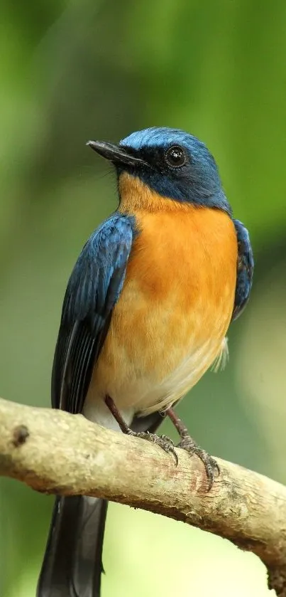 Vibrant blue and orange bird perched on a branch in a green background.