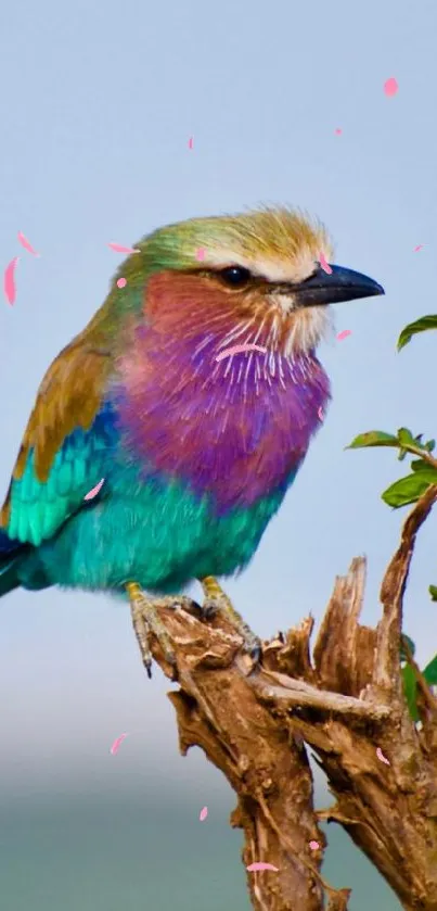 Vibrant lilac-breasted bird perched on branch with scenic backdrop.