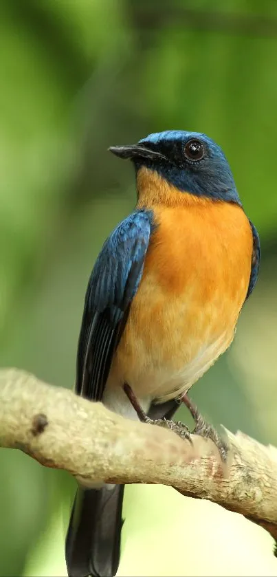 Colorful bird perched on a branch in a vibrant nature setting.