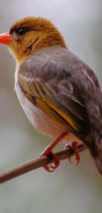 Vibrant bird perched on a branch, with brown and orange plumage.