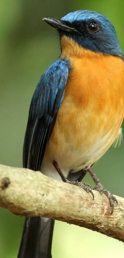 Vibrant blue and orange bird perched on a natural branch.