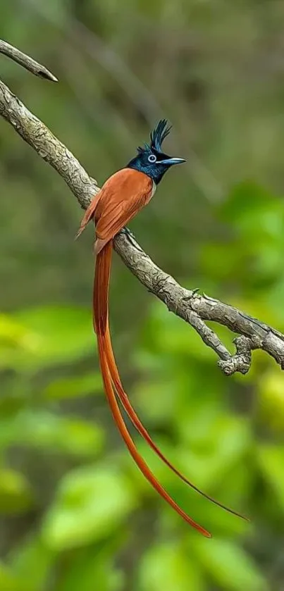 Orange and black bird perched on a branch with a green background.