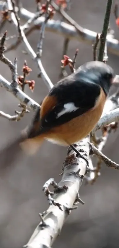 A beautiful bird perched on a branch with a blurred natural background.