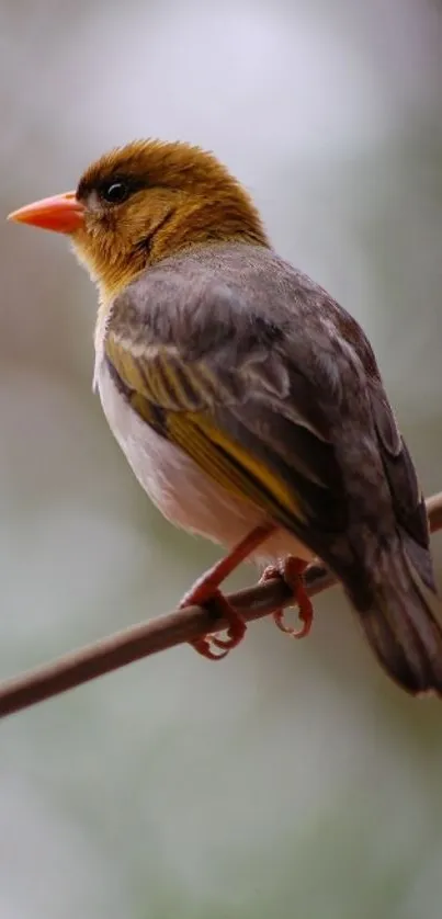 Close-up of a colorful bird on a branch, ideal for mobile wallpaper.