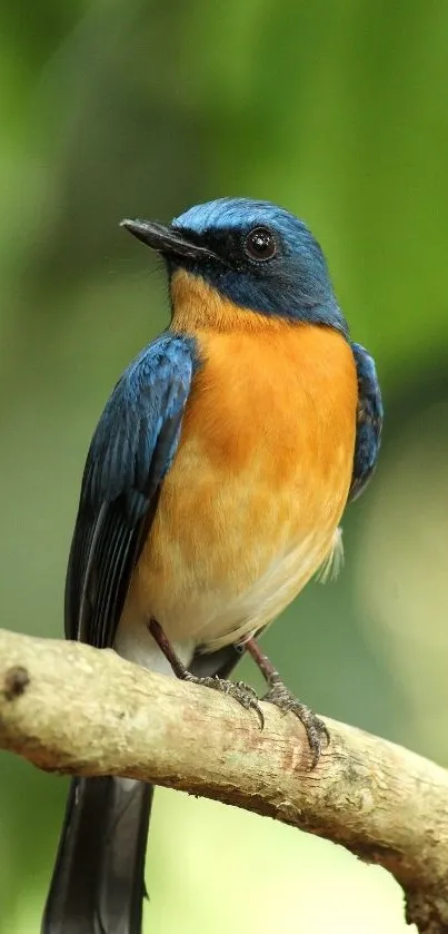 A colorful bird perched on a tree branch with a lush green background.