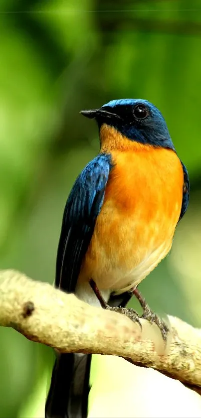 Vibrant blue and orange bird perched on branch with green background.