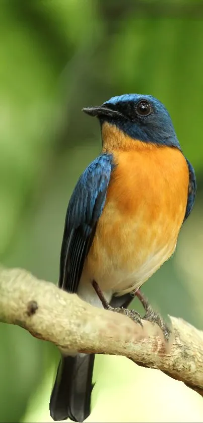 Blue and orange bird perched on a branch with green background.