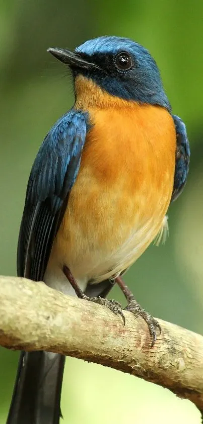 A colorful bird perched on a branch with a vibrant blue and orange plumage.