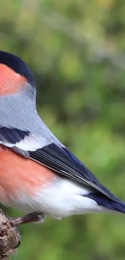 A colorful bird sitting on a branch with a green background.