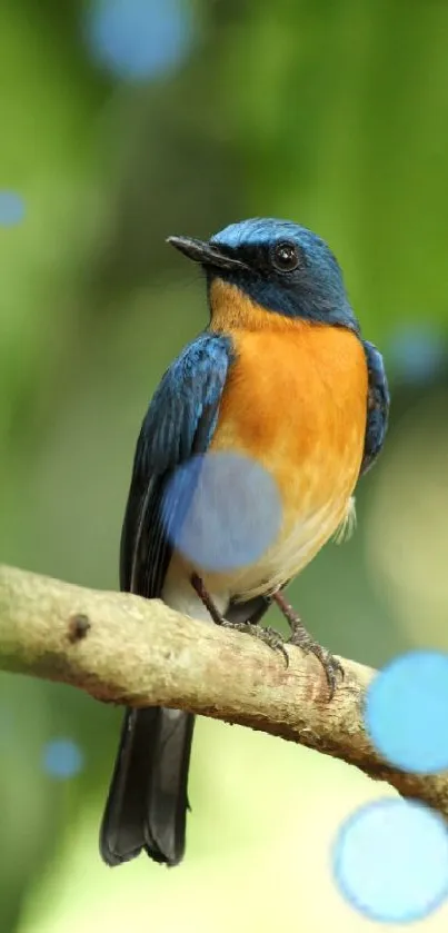 Colorful bird on a branch with green leaves background.