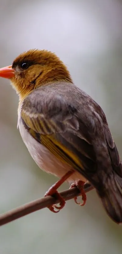 A beautiful bird perched on a branch with a soft background.