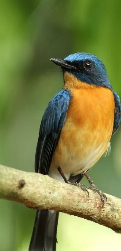 Colorful bird perched on branch with green background.