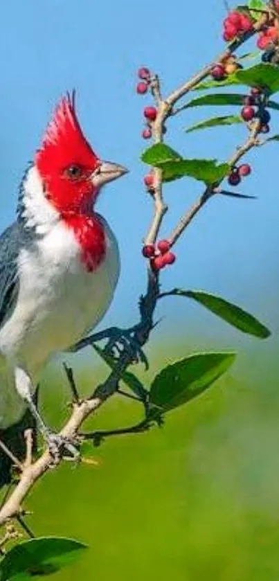 Red-crested bird perched on a green branch with berries against a clear blue sky.