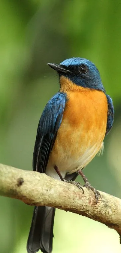 Vibrant bird perched on a branch with green background wallpaper.