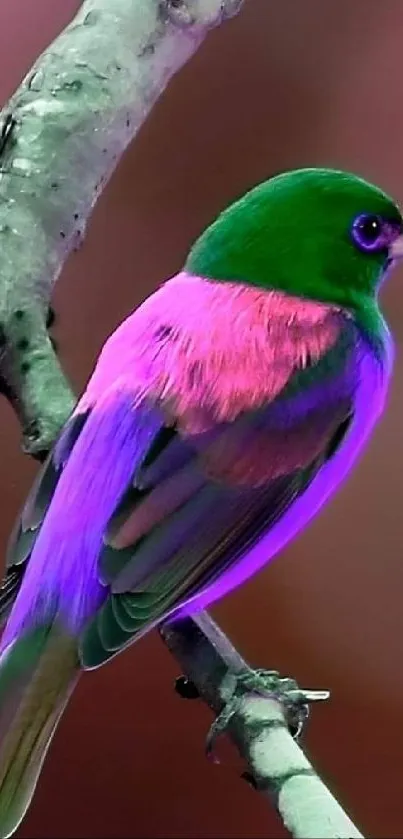 A vibrant bird with green and pink feathers perched on a branch against a blurred background.