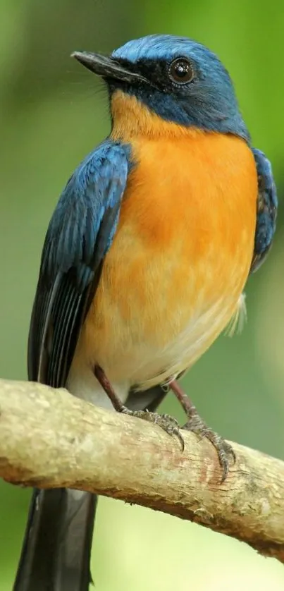 Blue and orange bird perched on a branch with green background.