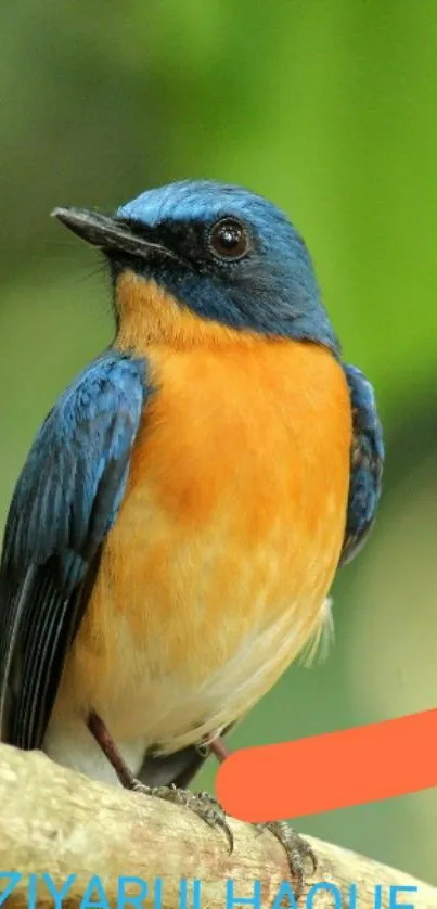 A vibrant blue and orange bird perched on a branch against a green background.