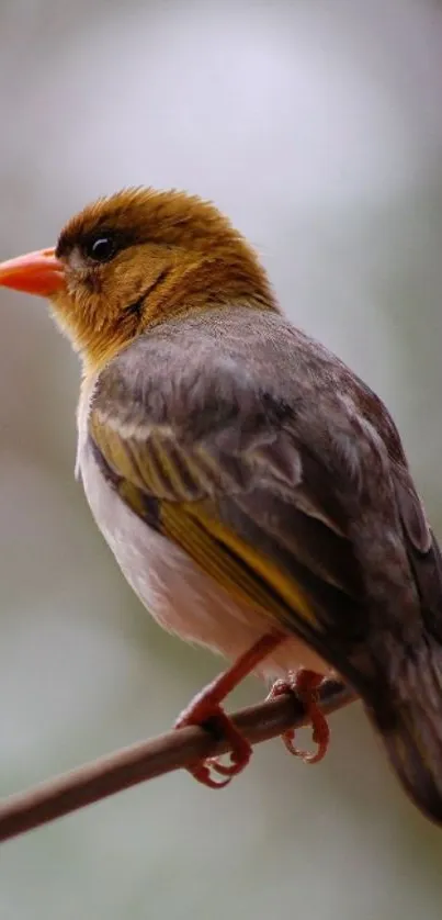 A vibrant bird perched on a branch with a blurred background.