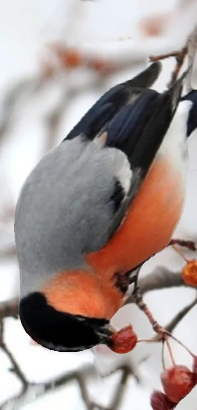 Bullfinch bird on a winter branch in vibrant colors.