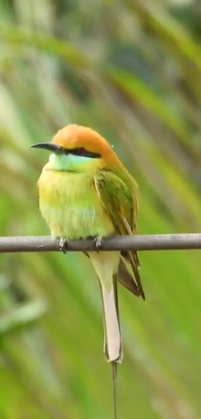 Colorful bird on a branch in nature scene, vibrant green and orange hues.