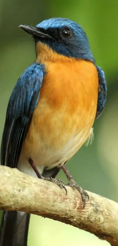 Vibrant blue and orange bird perched on a branch with a green background.