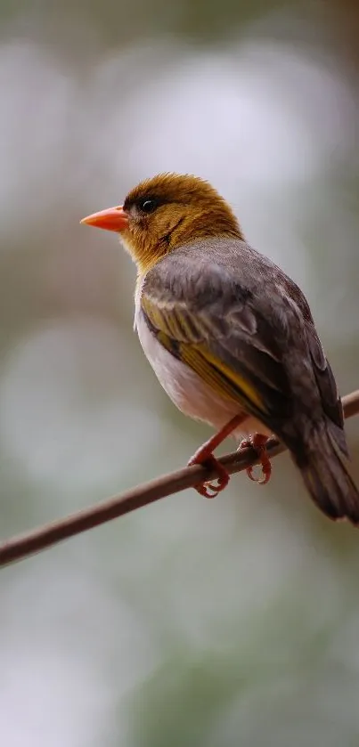 Colorful bird perched on a branch with a blurred background.