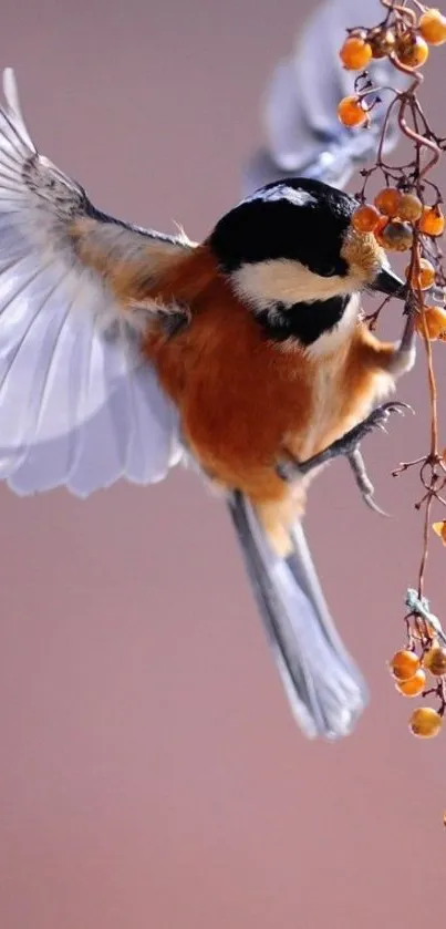 A small bird with spread wings perched on a branch adorned with orange berries.