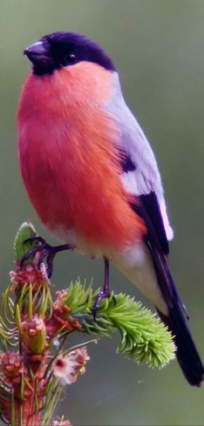 A vibrant bullfinch perched on a branch against a dark background.