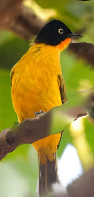 Vibrant bird perched on a branch with a lush green background.