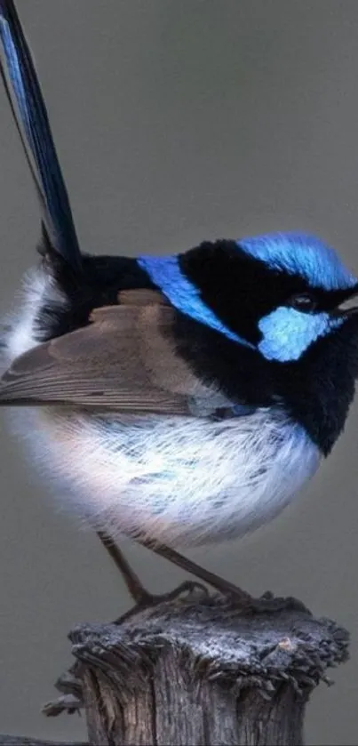 Striking blue and black bird on branch wallpaper for mobile phones.