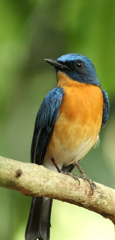 A colorful bird with blue and orange plumage perched on a branch against a green background.