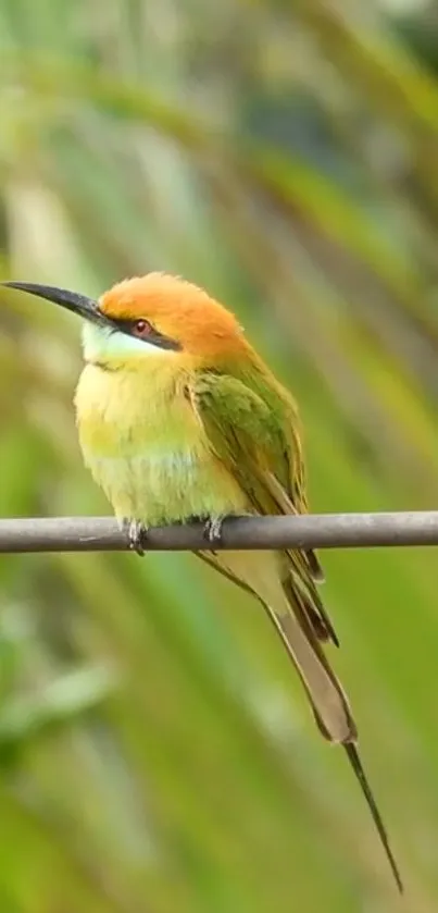 Colorful bird perched on a branch against a lush green background.