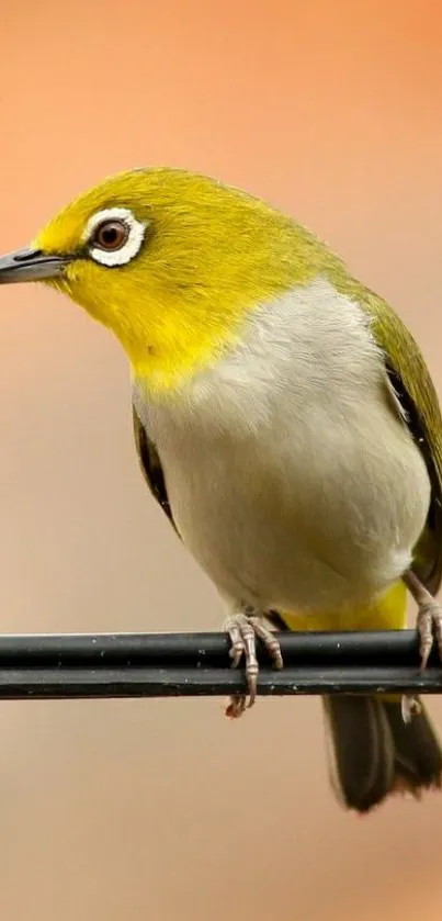 Yellow bird perched on a wire with an orange background.