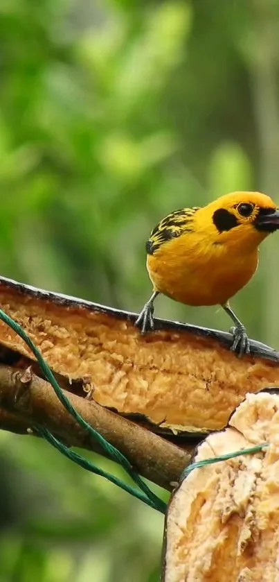 Vivid yellow bird perched on a branch with lush green background.