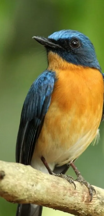 Colorful bird perched on branch, vibrant nature scene.