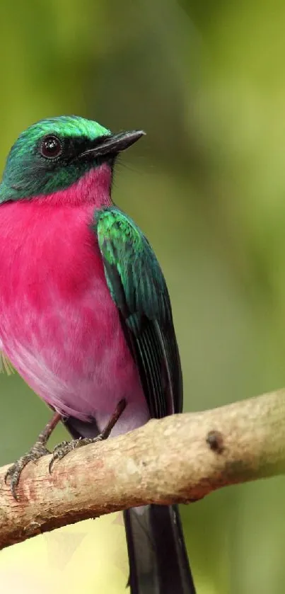 Vibrant pink and green bird on branch with blurred green background.