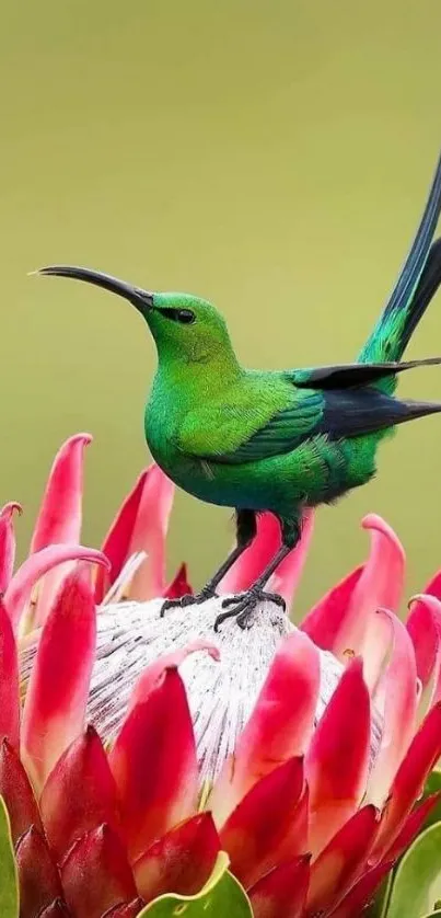 Green bird perched on a vibrant flower.