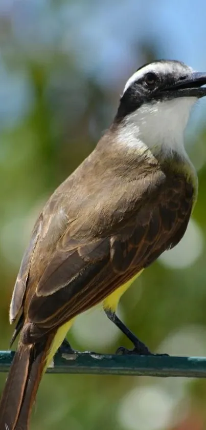 A vibrant bird perched on a fence with a blurred natural background.