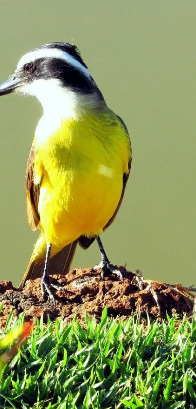 Bird perched on grass in vivid nature scenery.