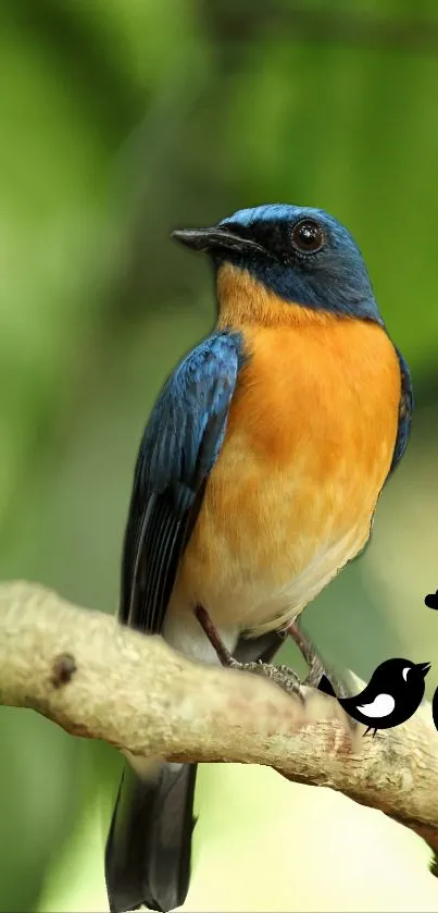 Colorful bird with orange and blue feathers on a branch with green background.