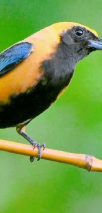 Colorful bird perched on a branch with a green background.