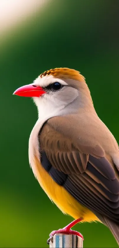 Colorful bird perched against a lush green backdrop.