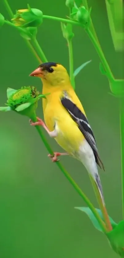 Colorful bird perched on a green branch.