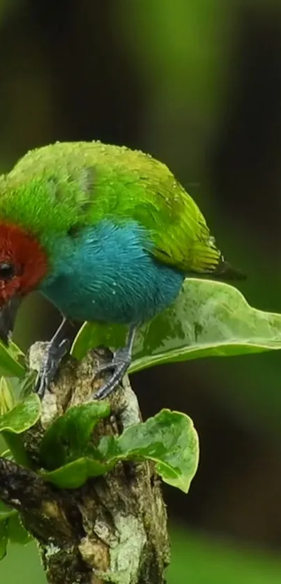 A colorful bird perched on a vibrant green leaf.