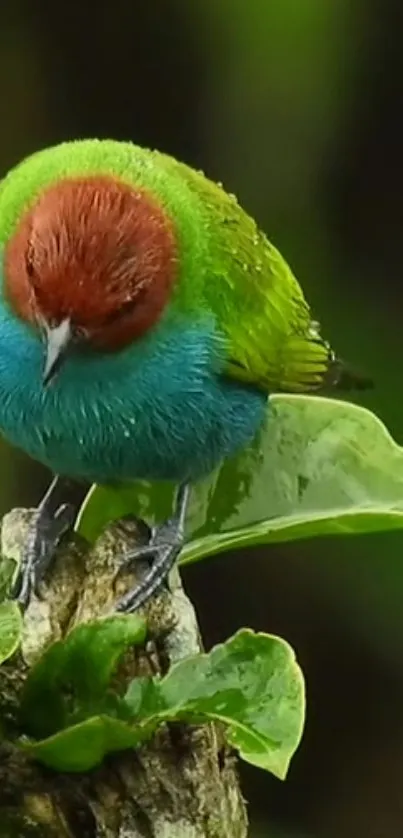 Colorful bird perched on a green leaf with brown, green, and blue feathers.