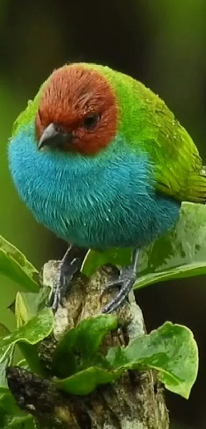 Colorful bird perched on green leaves in vibrant wallpaper.