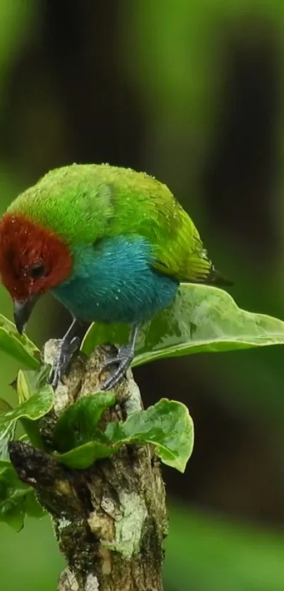 Colorful tropical bird perched on a green leaf.