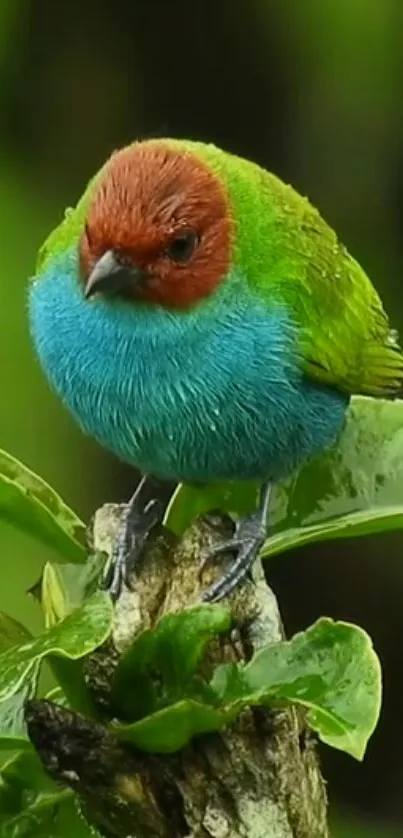 Vibrant green and teal bird perched on a lush leafy branch in a natural setting.