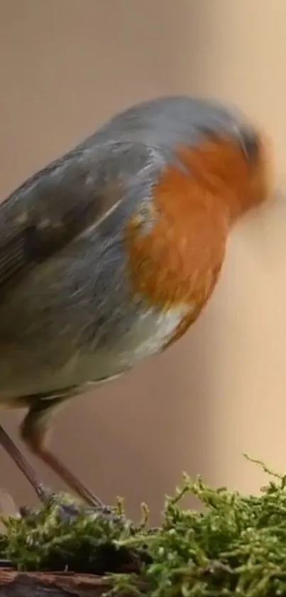 Bird standing on moss with blurred background.