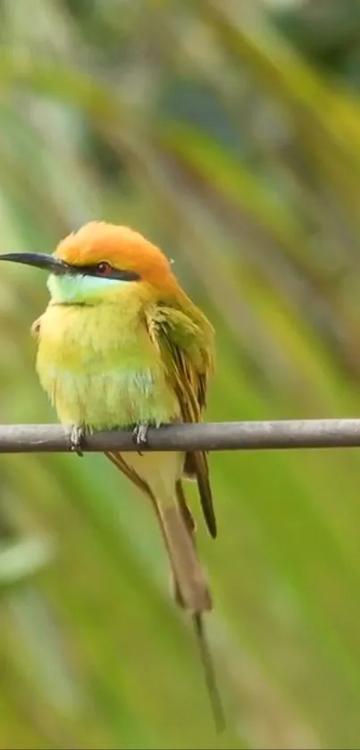 Vibrant green and orange bird on a natural perch.